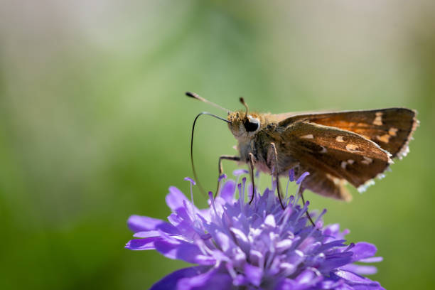 istock Moth butterfly on a spring flower collecting pollen and nectar 1240346121