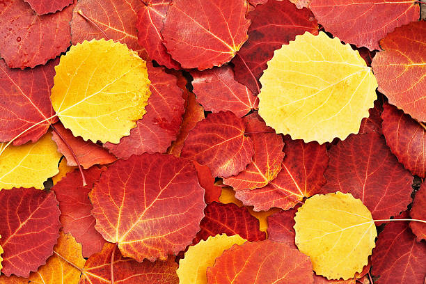 istock colorful autumn leaves background 124034664