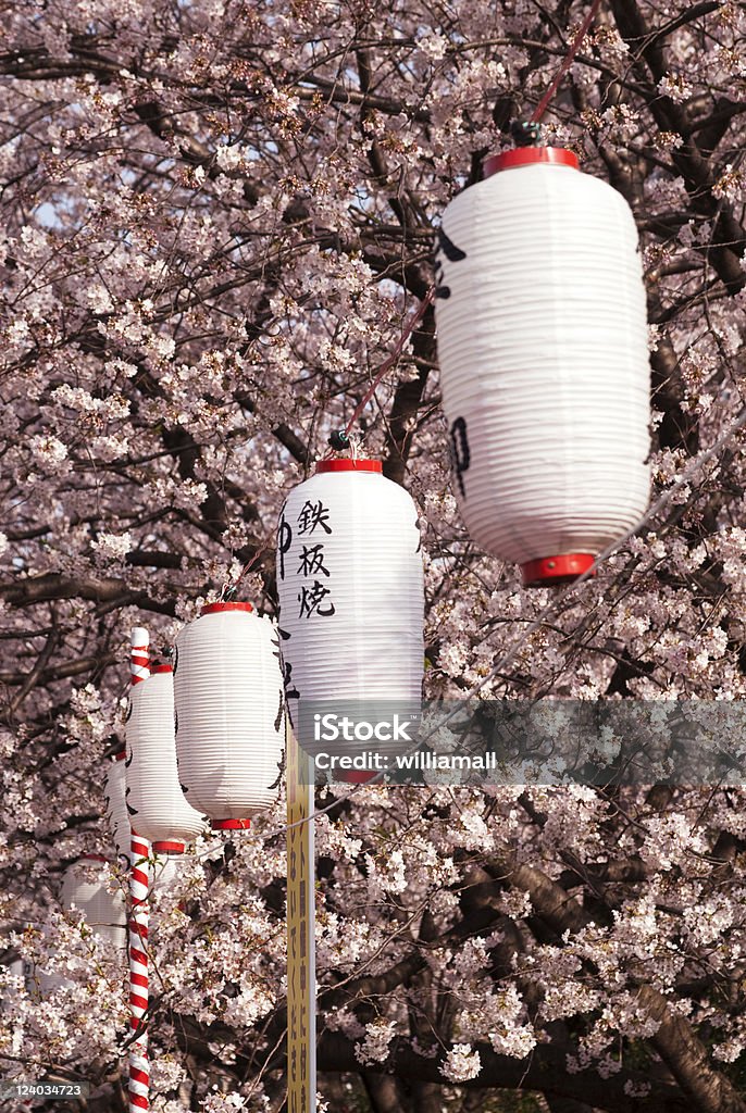Des lanternes en papier blanc parmi les cerisiers en fleurs - Photo de Arbre libre de droits