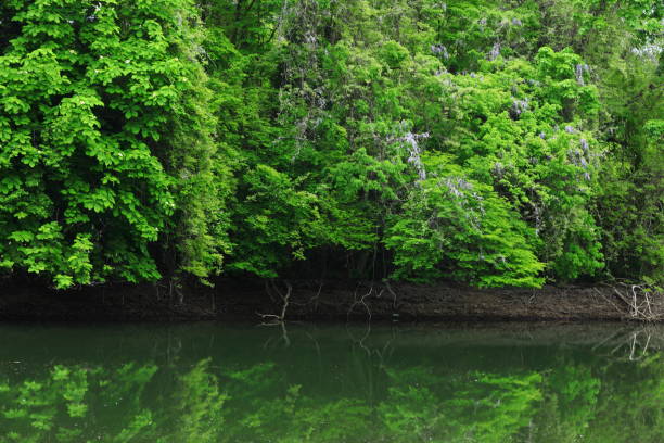istock Fresh green swamp 1240347243