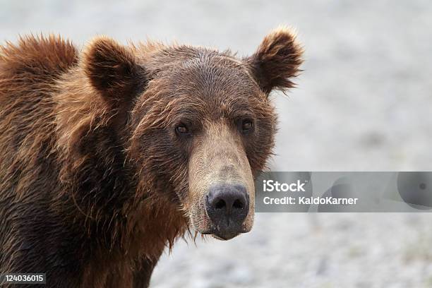 Foto de Ursopardo e mais fotos de stock de Alasca - Estado dos EUA - Alasca - Estado dos EUA, Animal, Animal selvagem