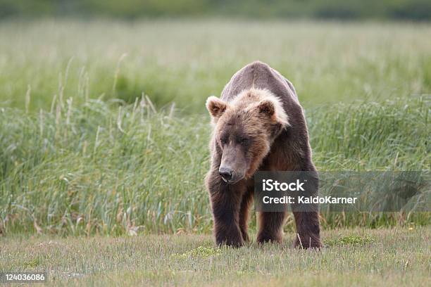 Brown Bear Stockfoto und mehr Bilder von Alaska - US-Bundesstaat - Alaska - US-Bundesstaat, Braunbär, Bär