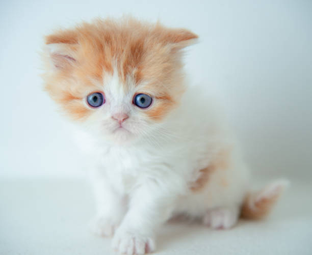 istock Scottish Straight Breed Little Cat 1240360941