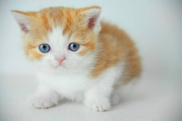 istock Scottish Straight Breed Little Cat 1240362007