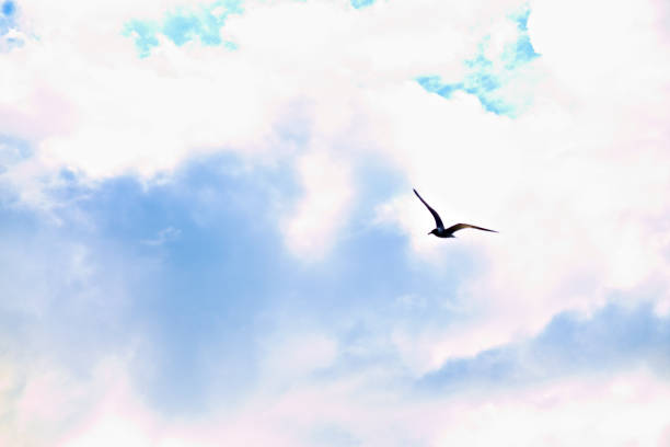 istock A Bird Flys High into the Sky 1240364169