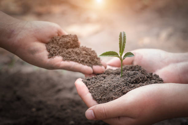 istock World environment day concept:The young woman is holding a small tree. Two hands holding a light green tree. holding seedlings isolate. 1240364192