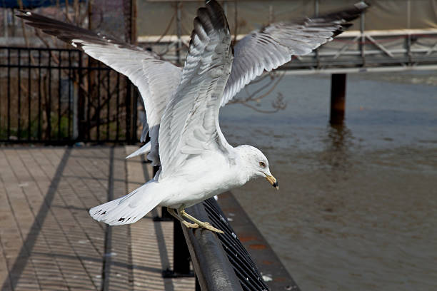 New Jersey Seagull stock photo