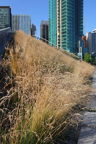 istock Green Roof, Downtown Vancouver 124036434