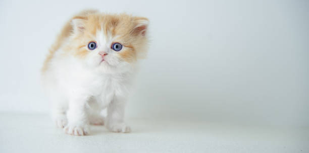 istock Scottish Straight Breed Little Cat 1240365326