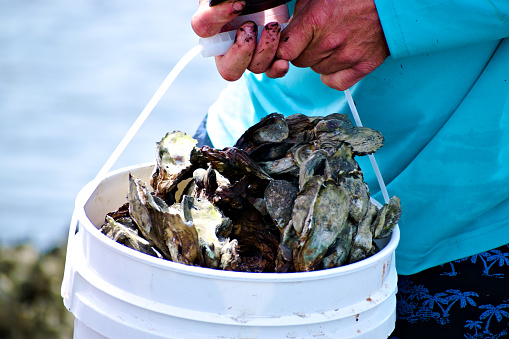 Close up. People picked up a bucket full of oysters. Created in Homosassa, FL, 03/17/2020