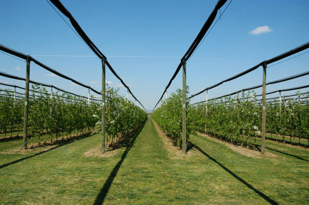 istock Rows of golden delicious apple trees 1240372882
