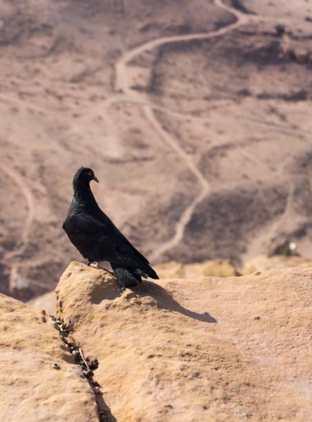 istock Black pidgeon over Petra in Jordan 1240385504