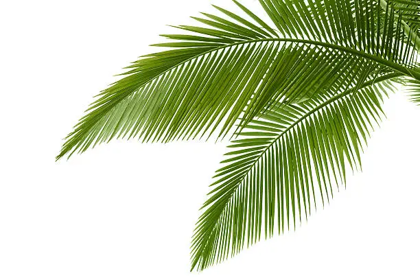 Palm leaves isolated on white