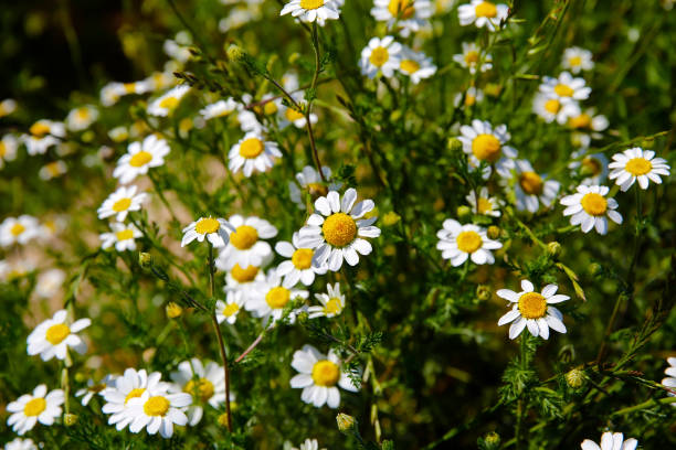 istock Natural spring daisy in the meadow 1240396869