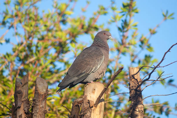 istock Pigeon in the garden 1240400048