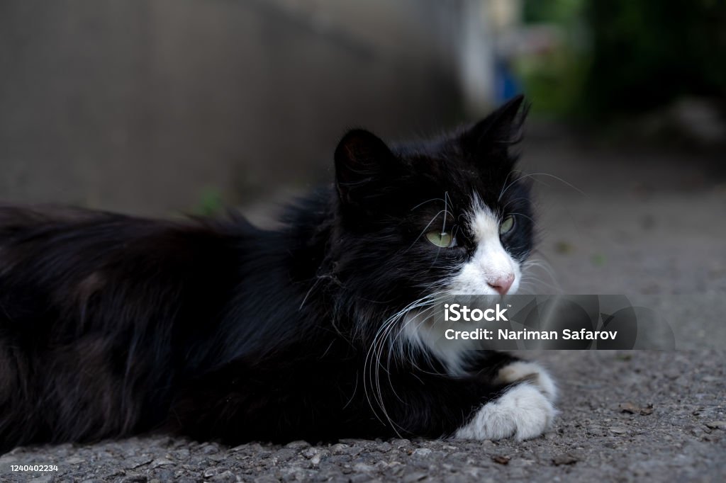 Kucing Hitam Tunawisma Dengan Moncong Putih Dan Kaki Putih Foto Stok