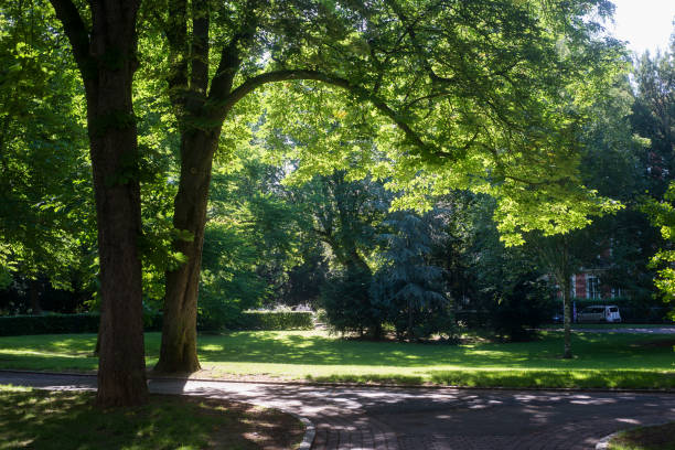 istock beautiful trees in Salvator Park in Mulhouse 1240404994