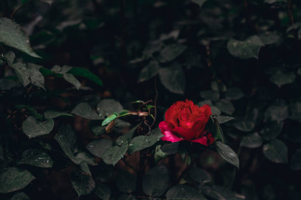 istock Blooming rose bud growing in the ground 1240406205