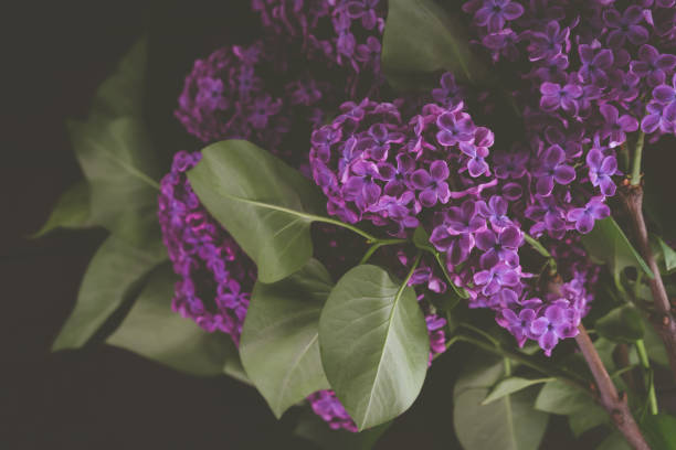 istock Lilac branch on wooden background 1240407846