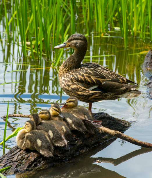 istock wild mother duck guards ducklings sitting comfortably on a log 1240413849