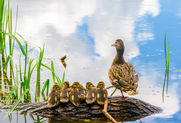 wild mother duck guards ducklings sitting comfortably on a log stock photo