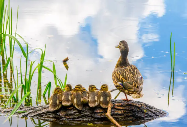 wild mother duck guards ducklings sitting comfortably on a log