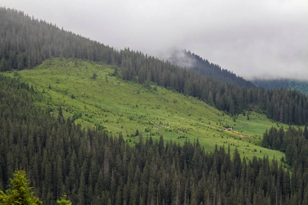 istock Panoramic view of the green hills and forest. 1240414793