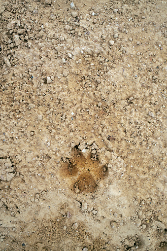 Dog footprint on the ground