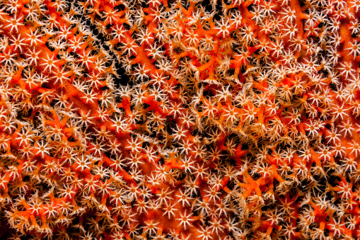 Gorgonian Coral: ¡Uno para todos, todos para uno! Belleza roja de Raja Ampat, Indonesia photo