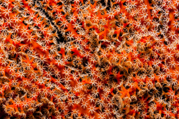 corallo gorgoniano: uno per tutti, tutti per uno! bellezza rossa di raja ampat, indonesia - cnidarian foto e immagini stock