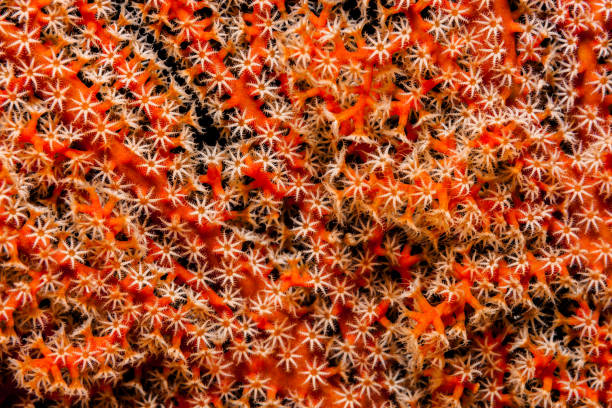 coral gorgoniano: um para todos, tudo por um! beleza vermelha de raja ampat, indonésia - cnidarian - fotografias e filmes do acervo