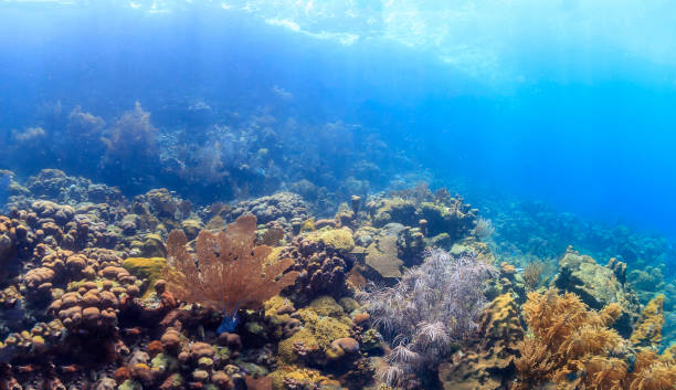 istock Caribbean coral garden 1240424848