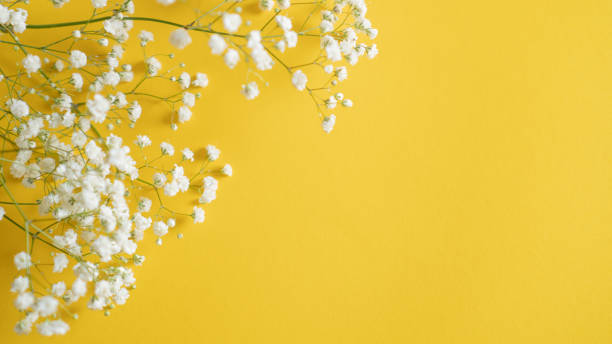 istock small dot flowers. white summer flower on yellow background with space for text. write you flower store message 1240426435