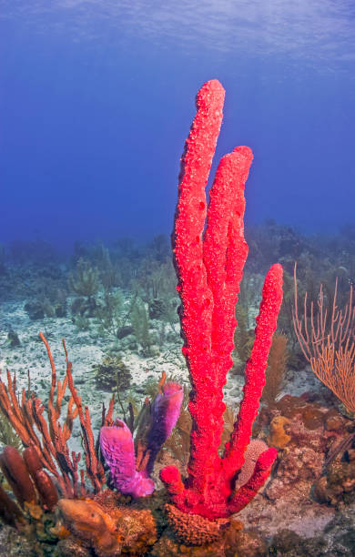 istock Caribbean coral garden 1240428521