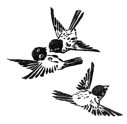 Three sparrows flying playing in the air
Original edition from my own archives
Source : 