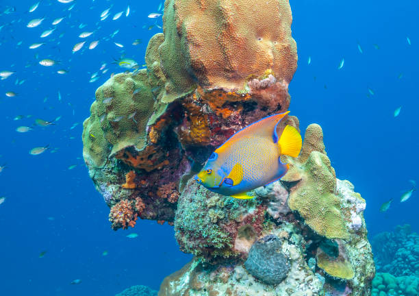 istock Caribbean coral garden 1240431662