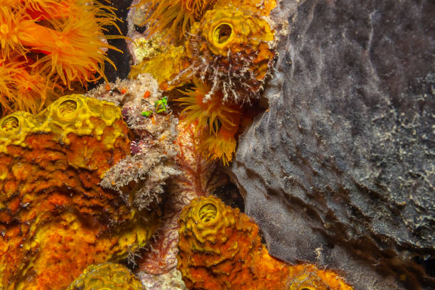 istock Caribbean coral garden 1240432711