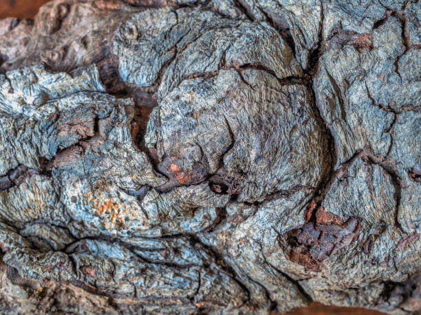 istock Closeup of old dead log in Centrqal Park 1240434333