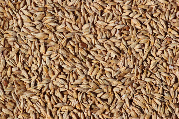 Crop of barley grain as background stock photo