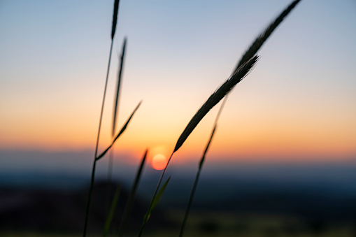 Wheat Beards.Wheat field morning sunrise and yellow sunset