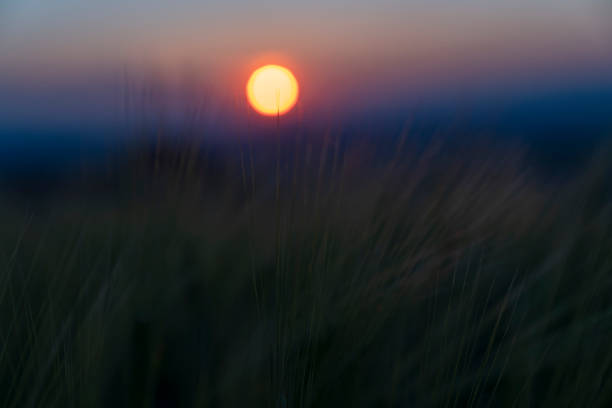 istock Wheat Beards.Wheat field morning sunrise and yellow sunset 1240440680
