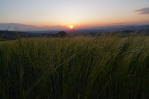 Wheat Beards.Wheat field morning sunrise and yellow sunset