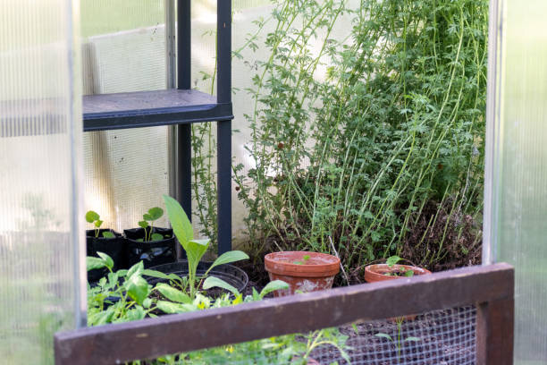 istock Plants inside a greenhouse gardening themes 1240442391