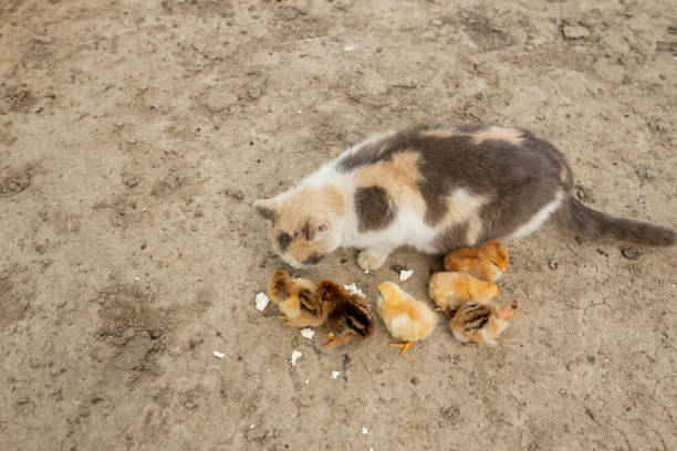 frango de páscoa comendo com gato gentil. amigos. - courage domestic cat animal young animal - fotografias e filmes do acervo