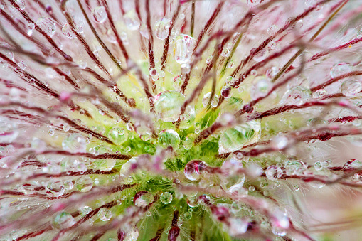 Macro Photography Flower with Water Droplets