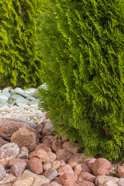 istock rock garden with young thuja trees and colourful stones 1240460590