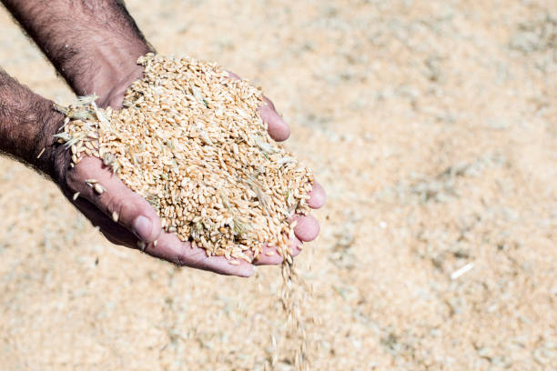 istock wheat harvest agriculture field 1240462192
