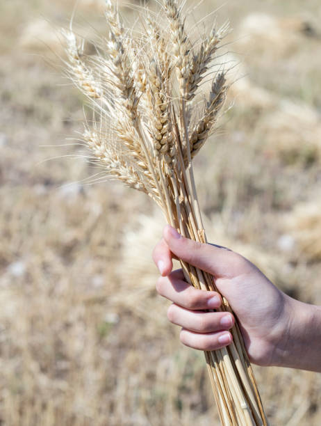 istock wheat harvest agriculture field 1240465377