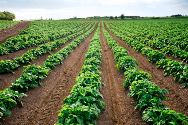 Potato farming in Scotland stock photo