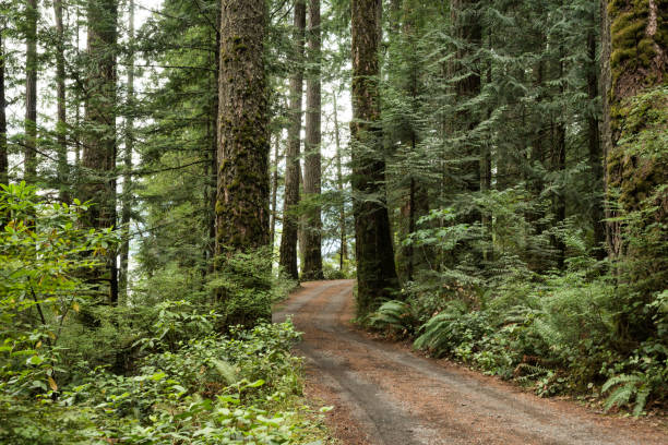 istock Road through a scenic forest in pacific northwest 1240490984